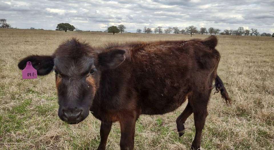 Mabel the Cow