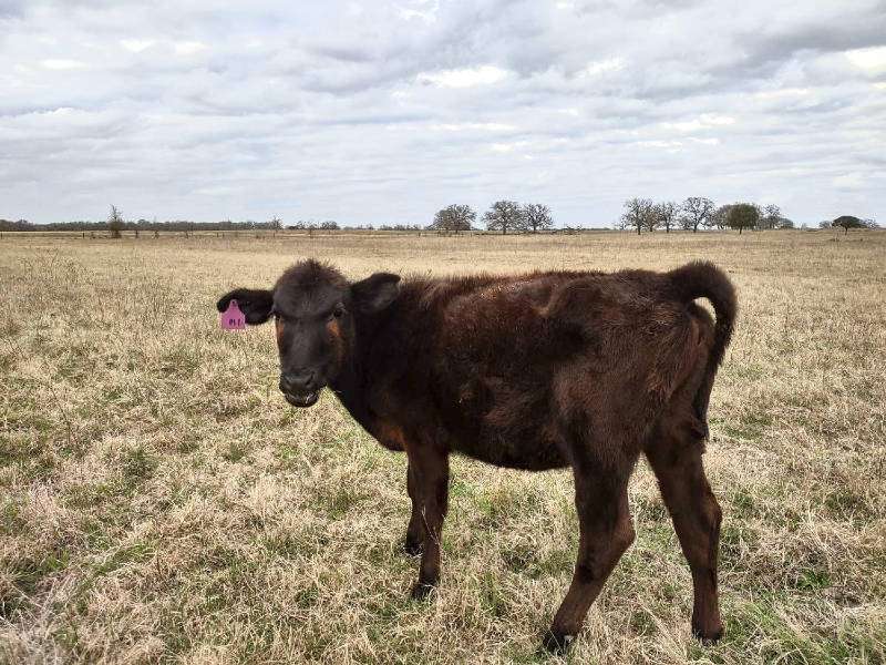 Mabel the Cow
